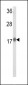 RPL31 Antibody (Center)